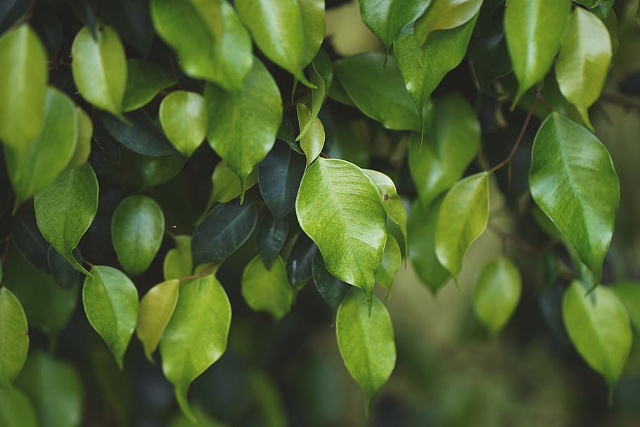 leaf, nature, backgrounds, green color, textured, beauty, forest HD wallpaper