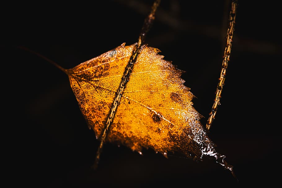 birch leaf, withered, wet, autumn, nature, rain, macro, leaves HD wallpaper