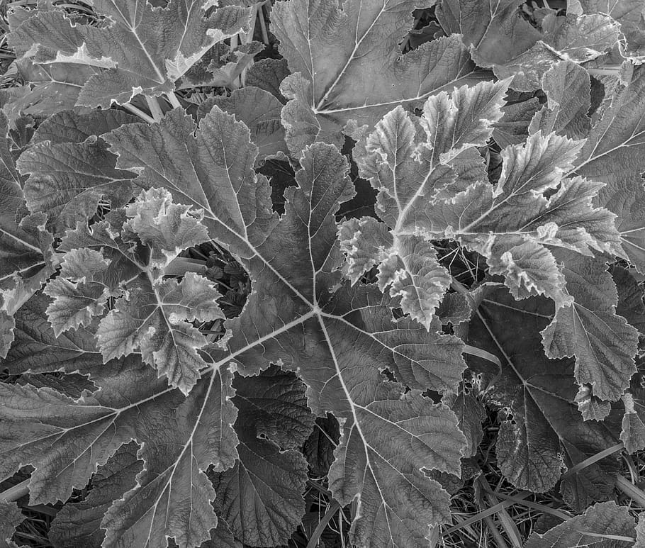 plant, leaf, tree, veins, oak, potted plant, vase, pottery HD wallpaper
