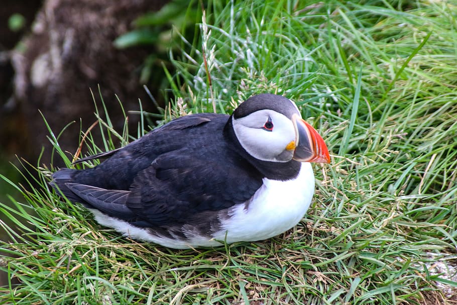 iceland, nature, bird, animal, vertebrate, animal themes, animal wildlife HD wallpaper