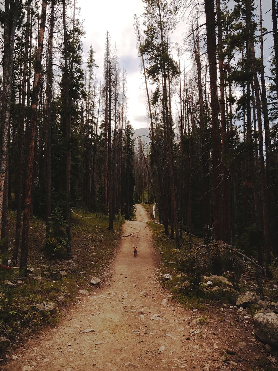 brown pathway surrounded by trees, gravel, road, dirt road, plant HD wallpaper