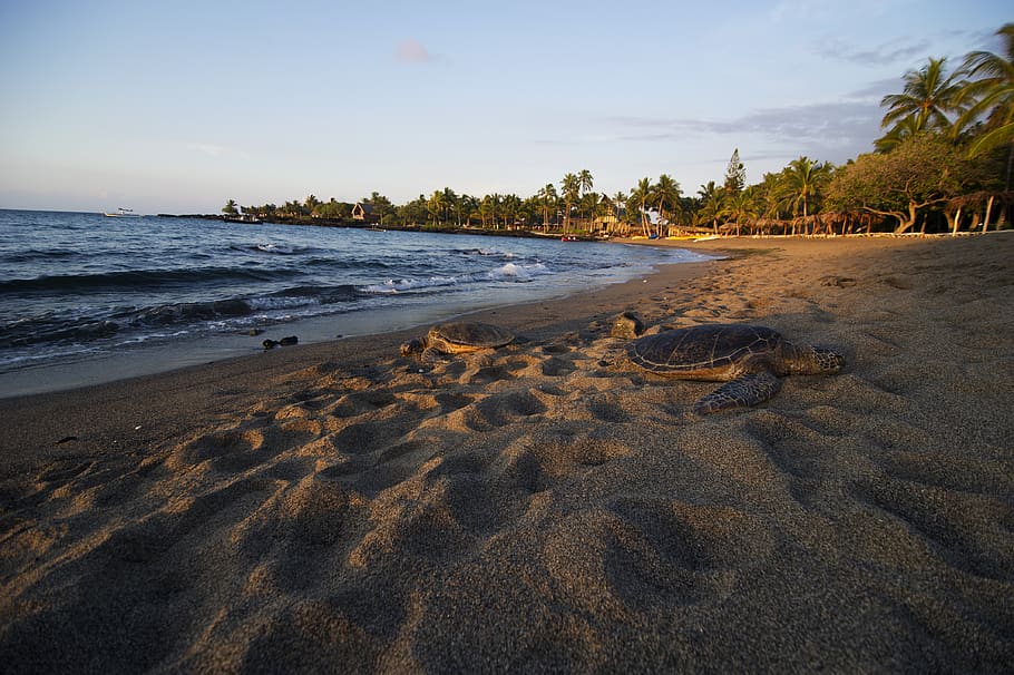 brown sea turtle on brown sand, shoreline, sea life, animal, reptile, HD wallpaper