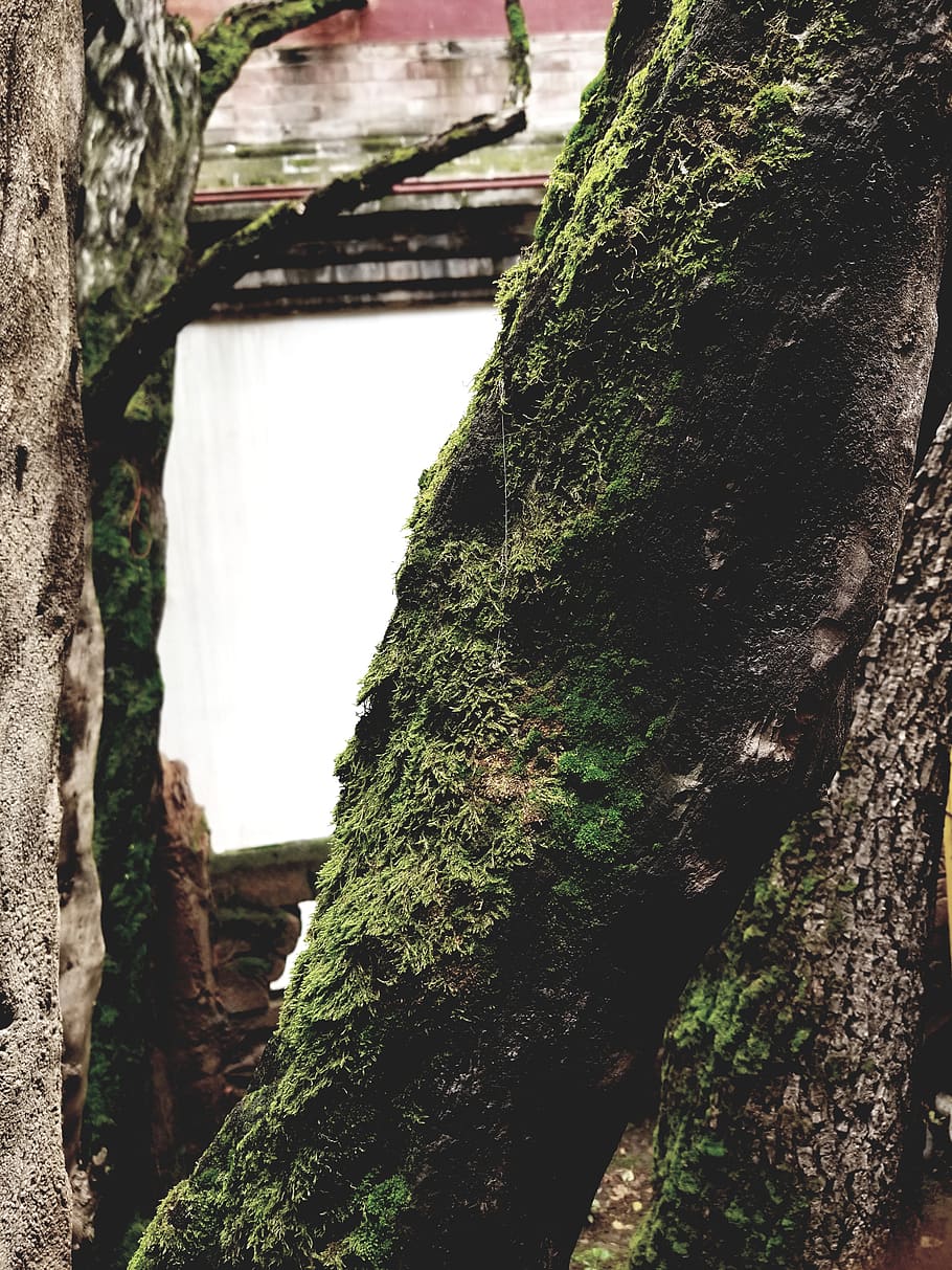 green moss on tree trunk, plant, no people, nature, day, growth HD wallpaper