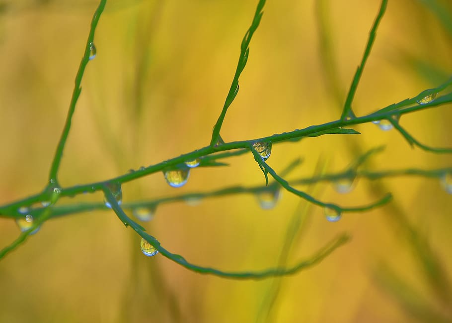 plants, branches, water, landscape, nature, green, forest, close-up HD wallpaper