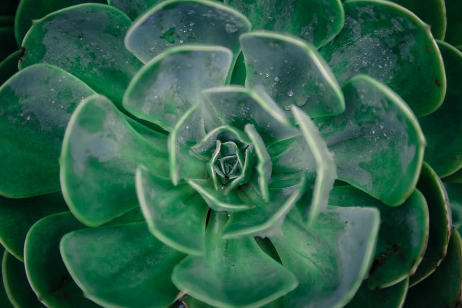 plants, green, green color, close-up, water, no people, growth HD wallpaper