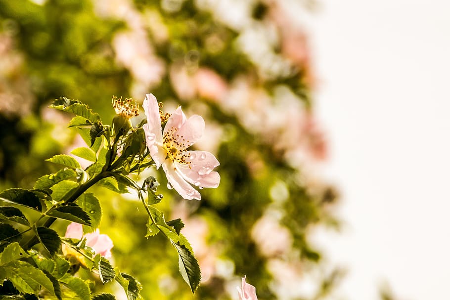 green, leaf, plants, nature, flower, garden, outdoor, blur HD wallpaper