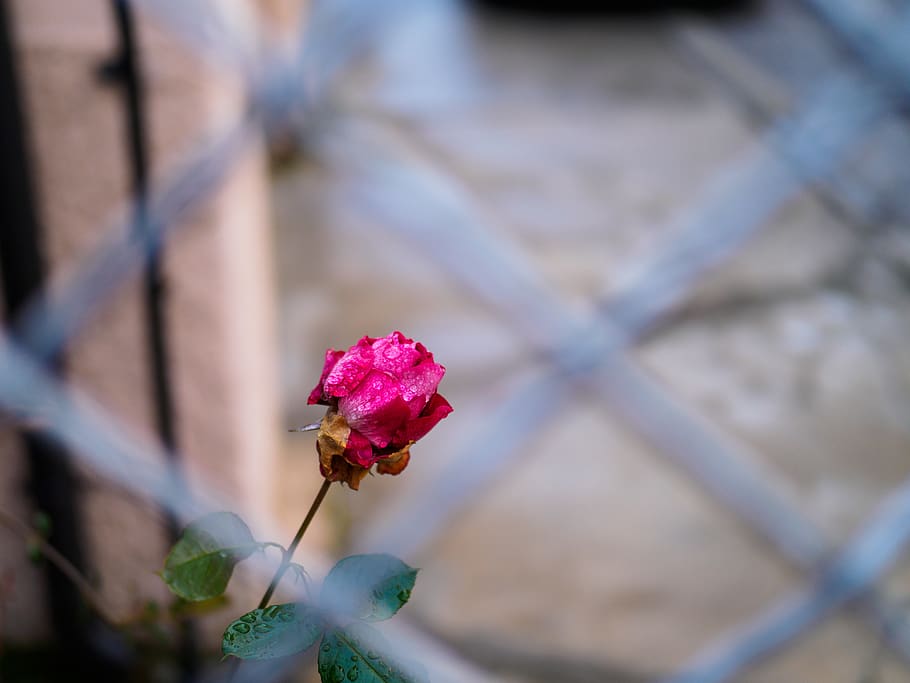 rosebud, grid, dew, flower, flowering plant, fragility, vulnerability, HD wallpaper