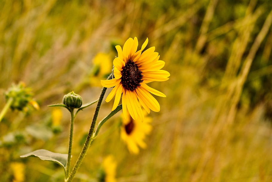 common sunflower, flowers, bloom, yellow, nature, summer, blossom, HD wallpaper