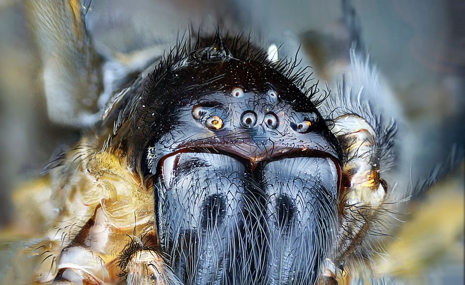 insect, animal, spider, animal themes, one animal, animals in the wild HD wallpaper