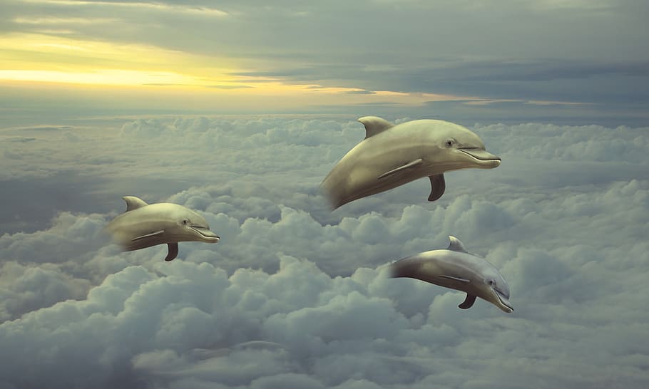 clouds, dolphins, animal, mammals, group of animals, animal themes HD wallpaper