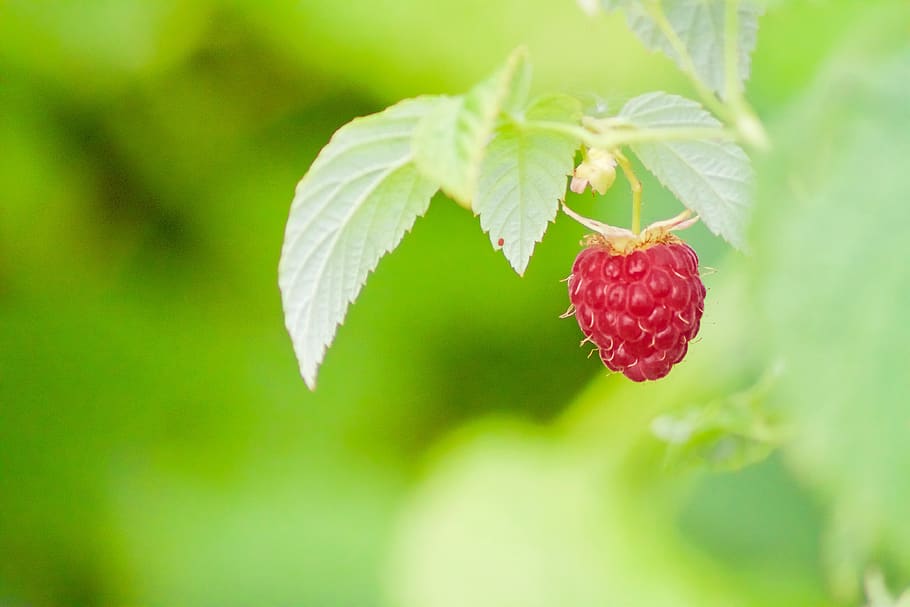 green, berry, raspberry, summer, sweet, pink, leaf, fruit, healthy eating HD wallpaper