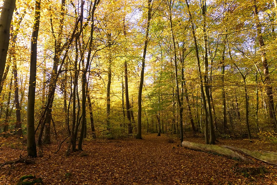 forest, autumn, sun, light, bright, shining, leaves, fall color, HD wallpaper