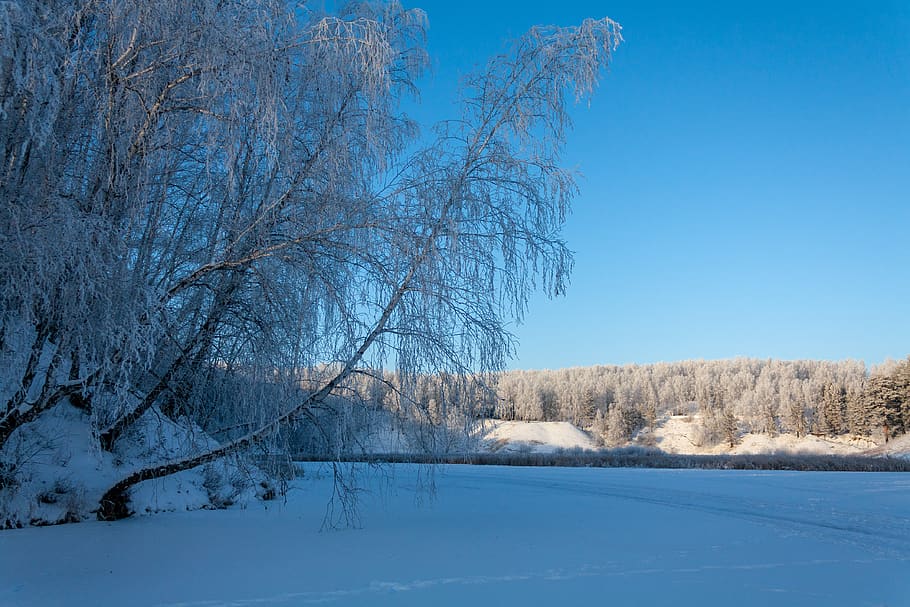 nature, forest, winter, snow, leann, frost, landscape, trees HD wallpaper