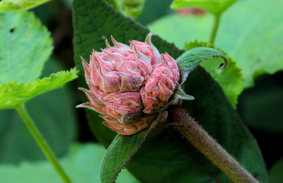 hydrangea aspera macrophylla, summer, flower bud, pink, leaves HD wallpaper
