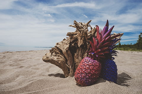 fruit, pineapple, plant, food, wood, canada, port burwell, port burwell provincial park HD wallpaper