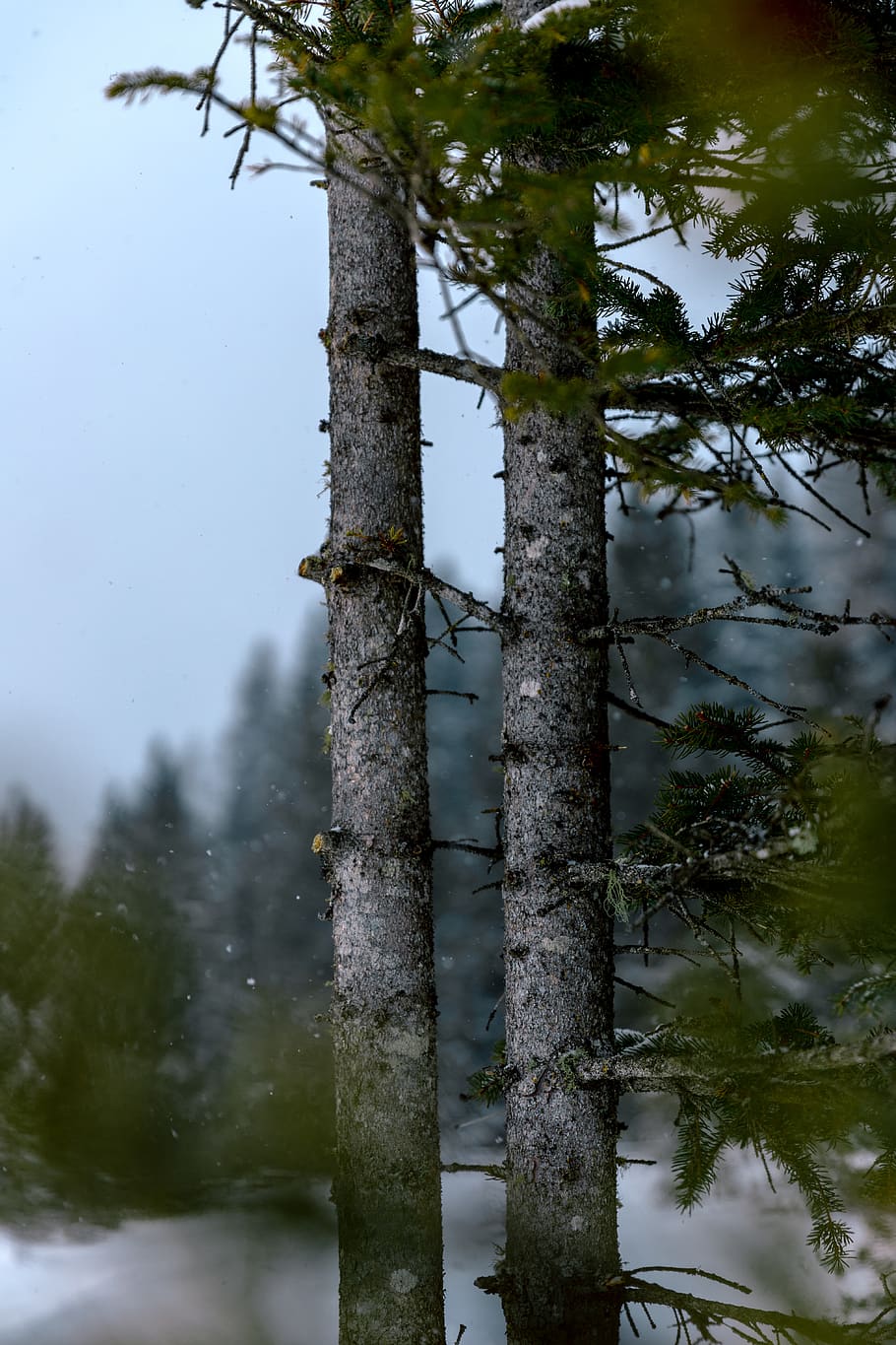 tree, plant, tree trunk, abies, fir, animal, flying, bird, outdoors HD wallpaper