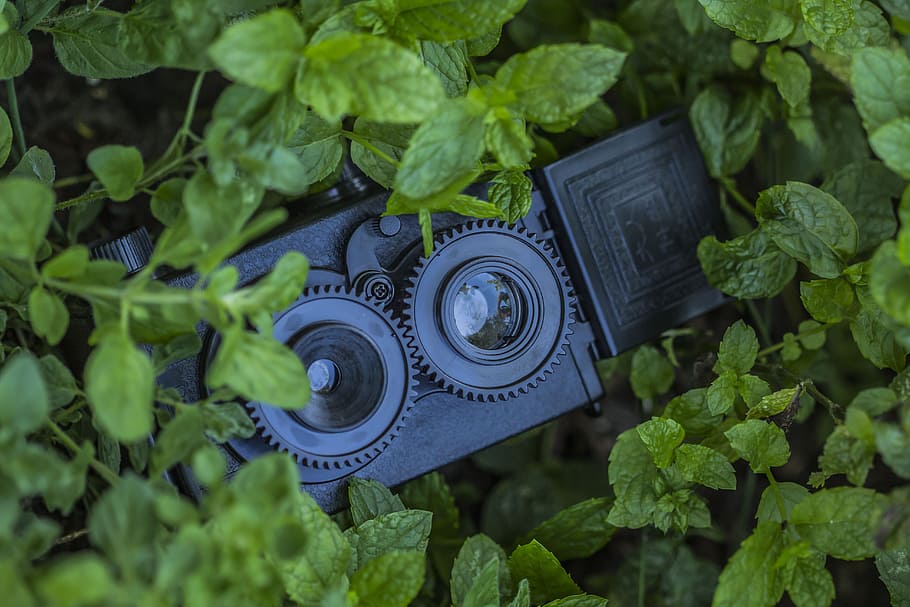 Security Camera Hidden Behind Plants, close-up, leaves, vintage HD wallpaper