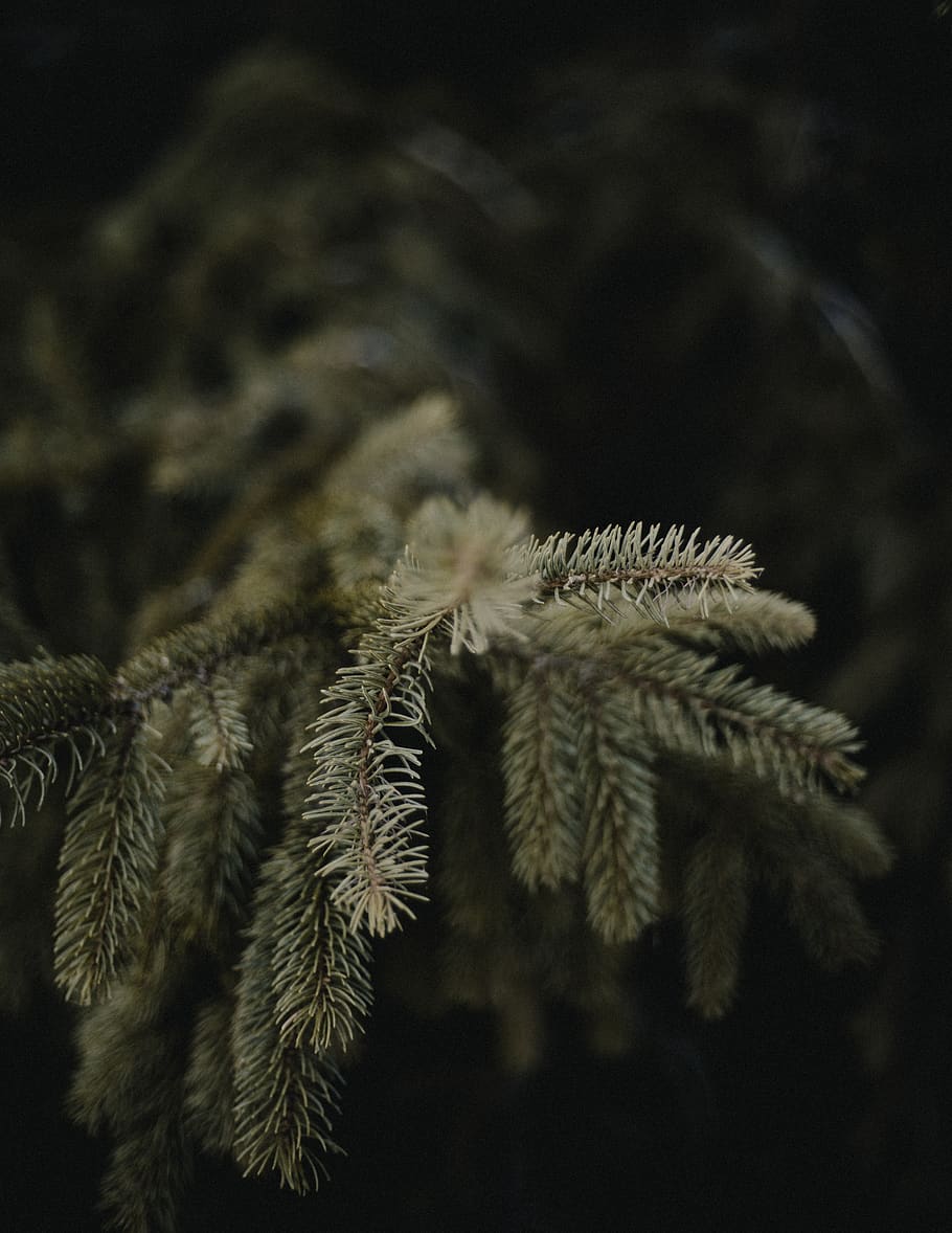 green pine tree, close-up, growth, no people, plant, nature, focus on foreground HD wallpaper