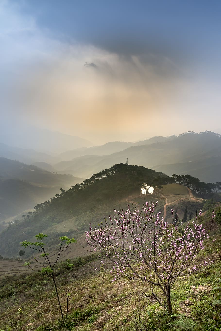 Cherry Blossom Tree On Grass Field, fog, landscape, mountain HD wallpaper
