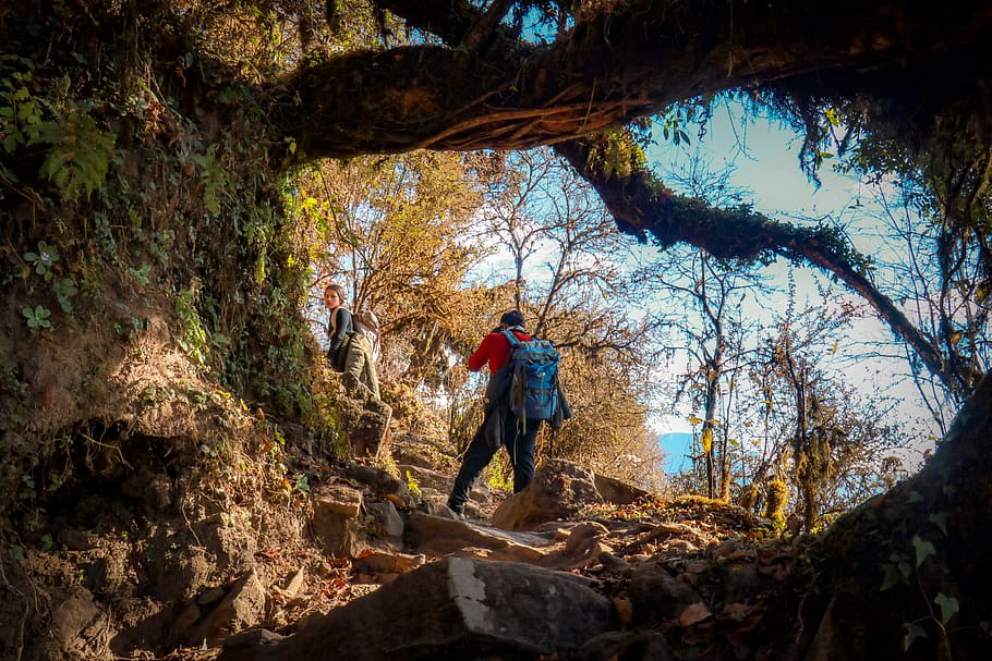 man climbing on mountain under tree during daytime, annapurna HD wallpaper