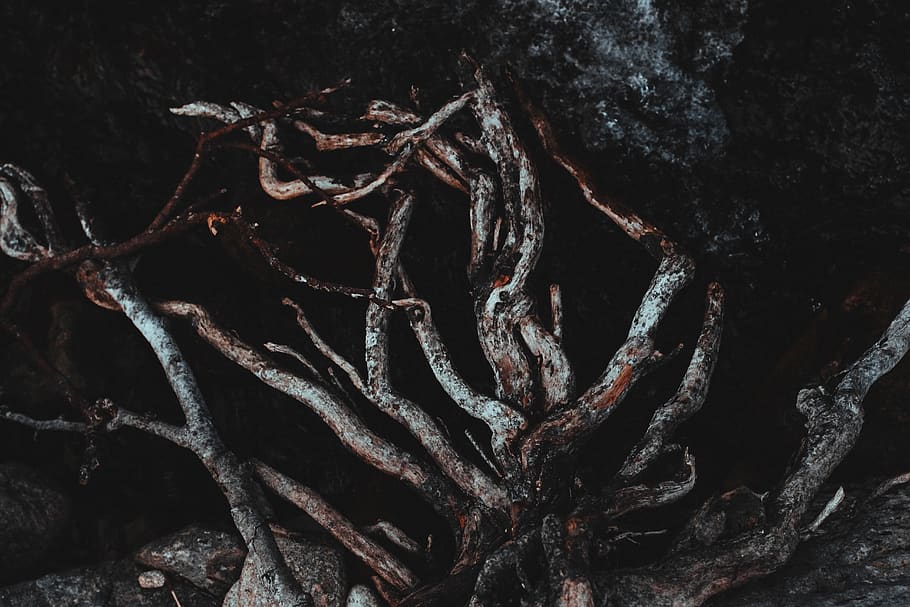root, tree, dark, darkness, wallaper, no people, close-up, full frame HD wallpaper