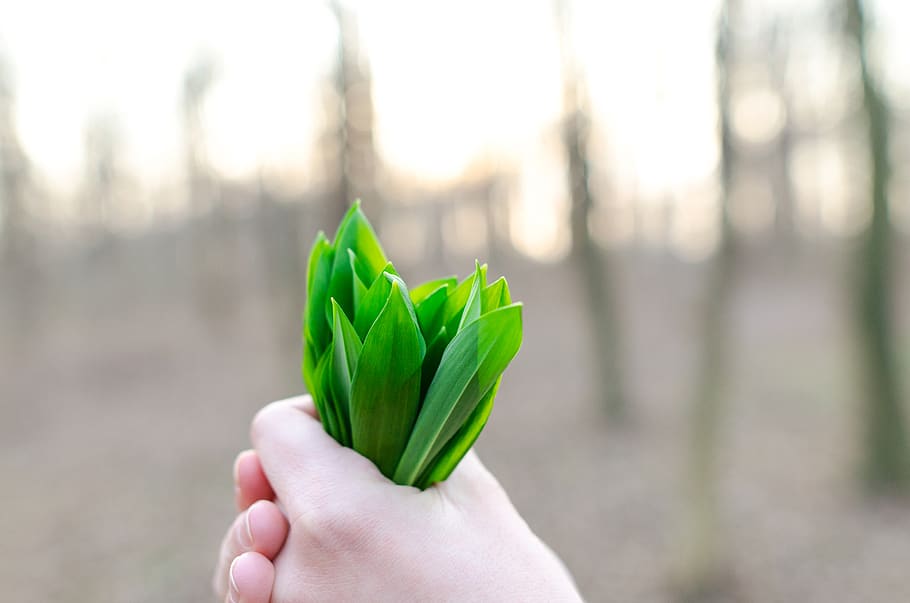 Green Leaves, blur, bunch, close-up, delicate, ecology, environment HD wallpaper