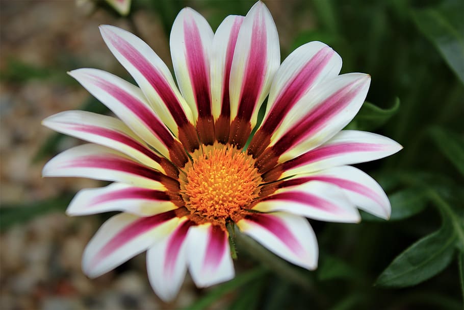 flower, flowering plant, petal, freshness, inflorescence, vulnerability HD wallpaper