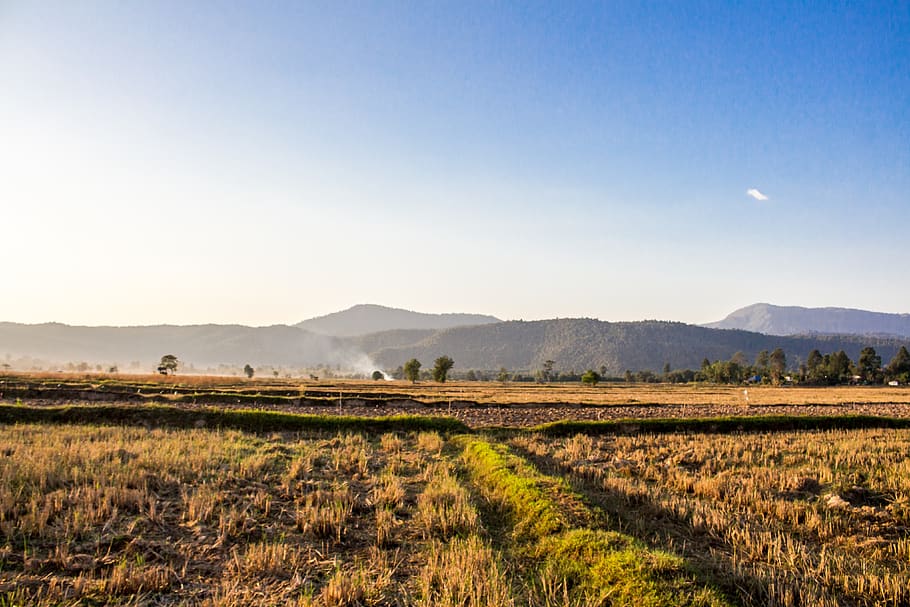 cornfield, chat trakan, thailand, sky, scenics - nature, mountain HD wallpaper