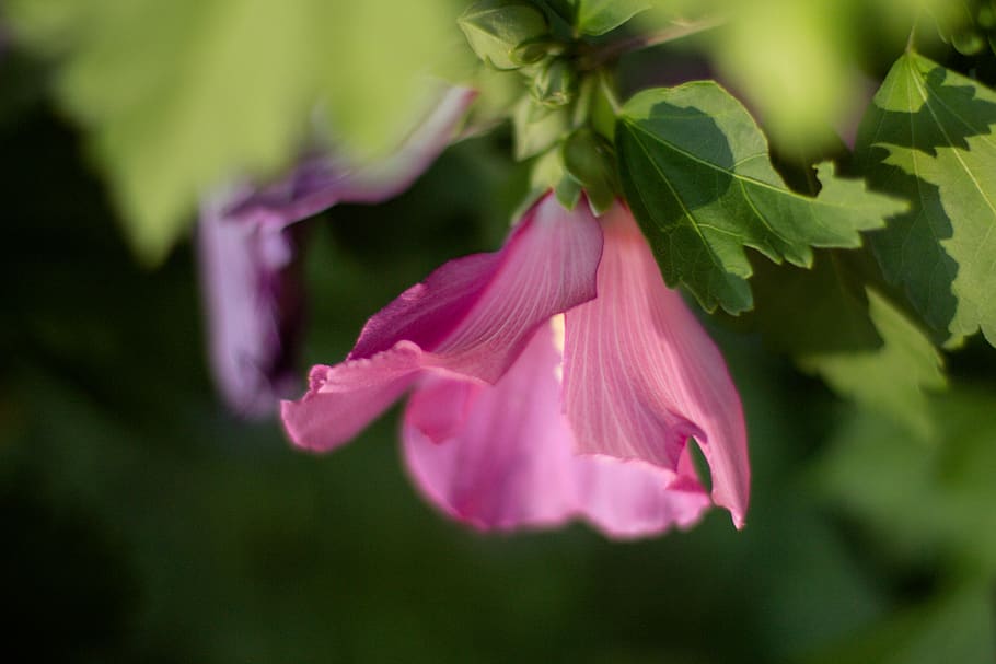 flowering plant, freshness, close-up, pink color, beauty in nature HD wallpaper