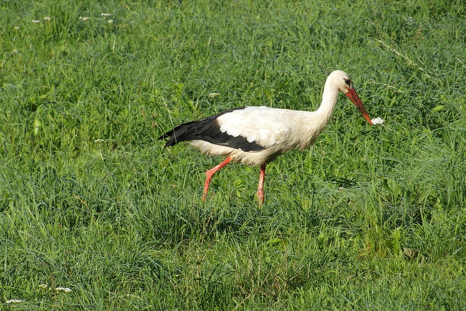 stork, meadow, bird, grass, animal, animals in the wild, animal wildlife HD wallpaper