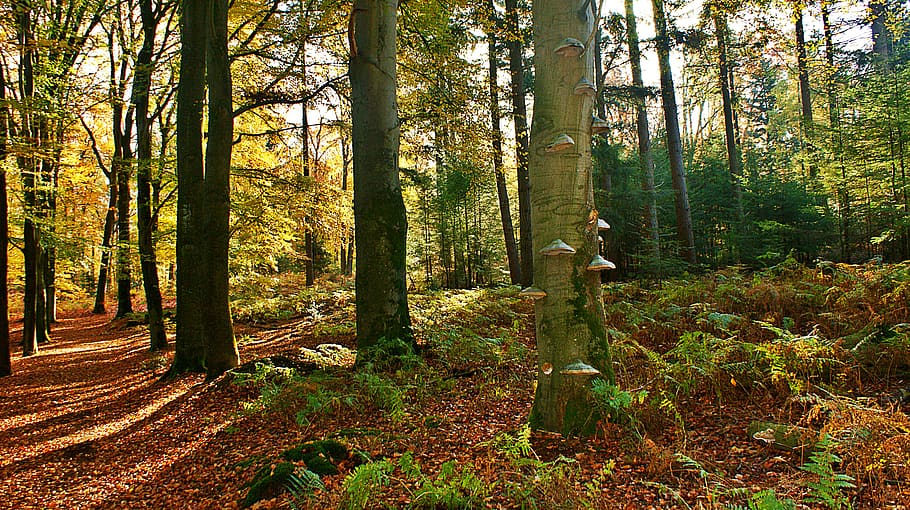 forest, tree trunk, mushrooms, trees, forests, landscape, natural HD wallpaper