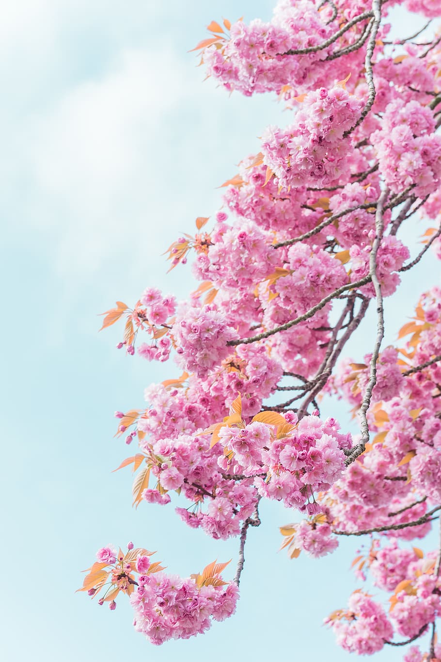 pink flowers, pink color, flowering plant, growth, beauty in nature HD wallpaper
