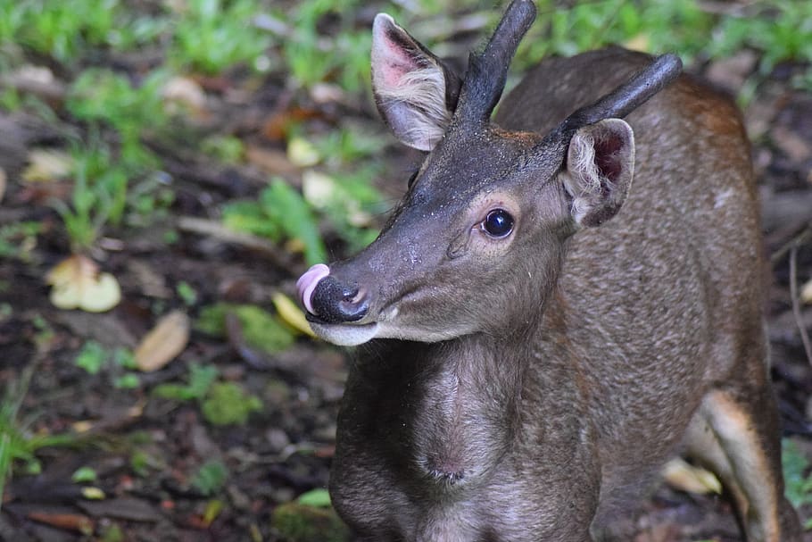 deer, sambar deer, borneo, antlers, tongue, herbivore, wildlife