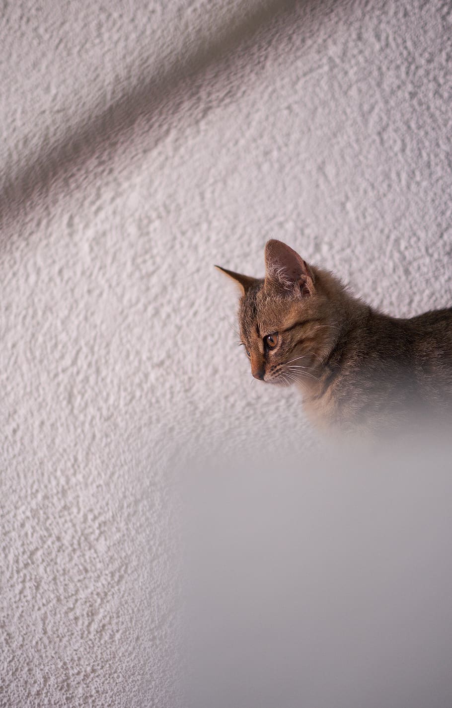cat, white, sun, kitty, wall, serious, domestic cat, pets, mammal HD wallpaper