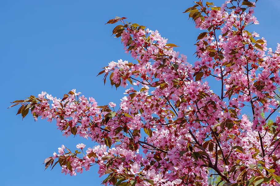 cherry, tree, cherry blossoms, flower, plant, flowering plant HD wallpaper