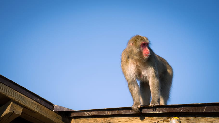 monkey, animal, primate, one animal, mammal, animal wildlife HD wallpaper