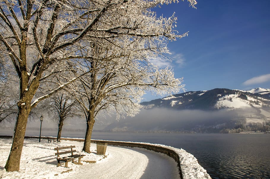 winter, trees, lake, nature, cold, wintry, snowy, frost, sky HD wallpaper