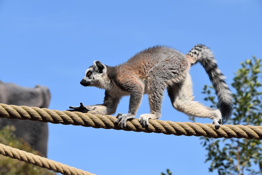 photo lemur for mac