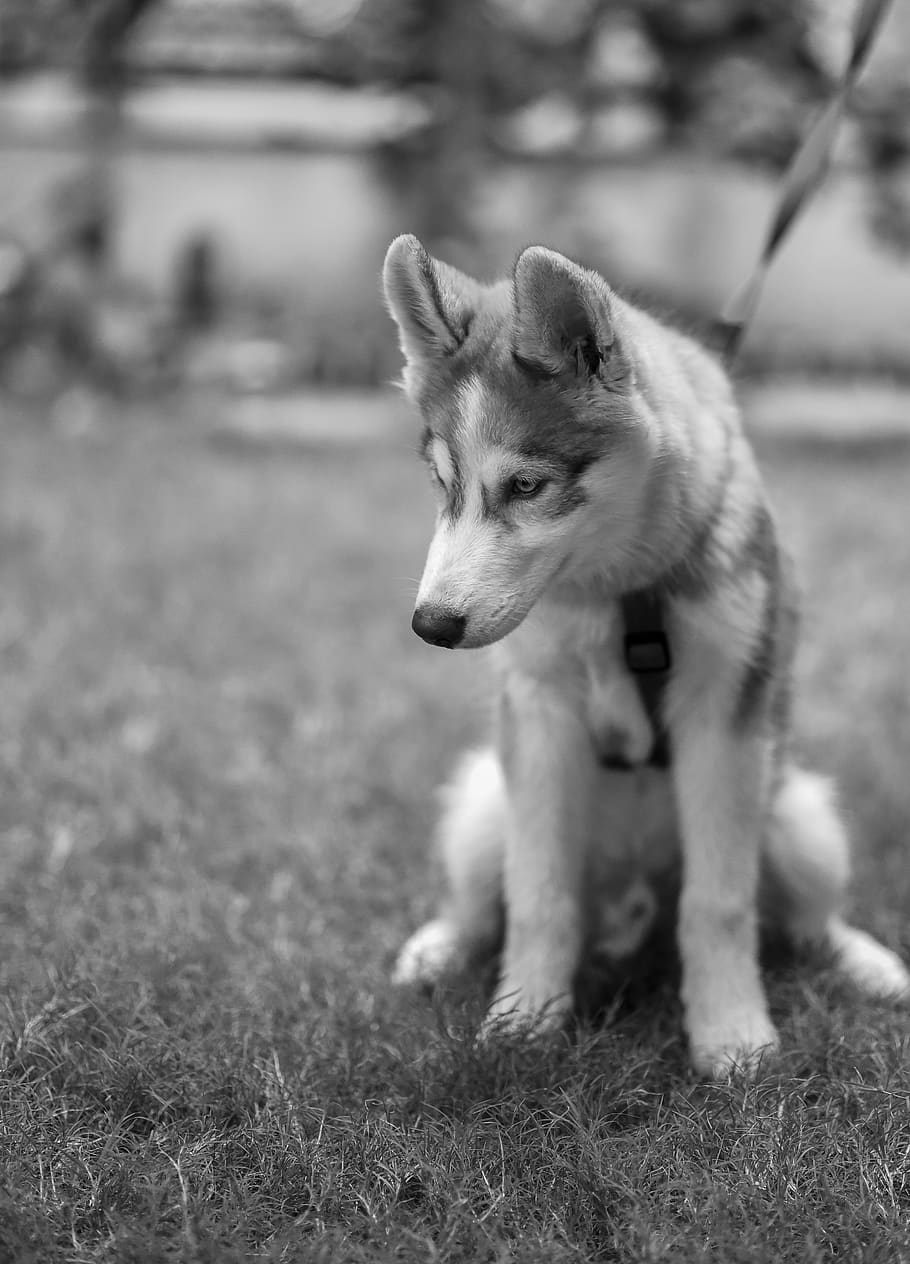 animal, animal themes, mammal, one animal, dog, domestic, canine HD wallpaper