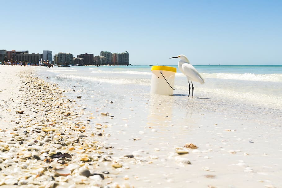 White Seagull on Seashore Beside Plastic Container, beach, blue skies, HD wallpaper