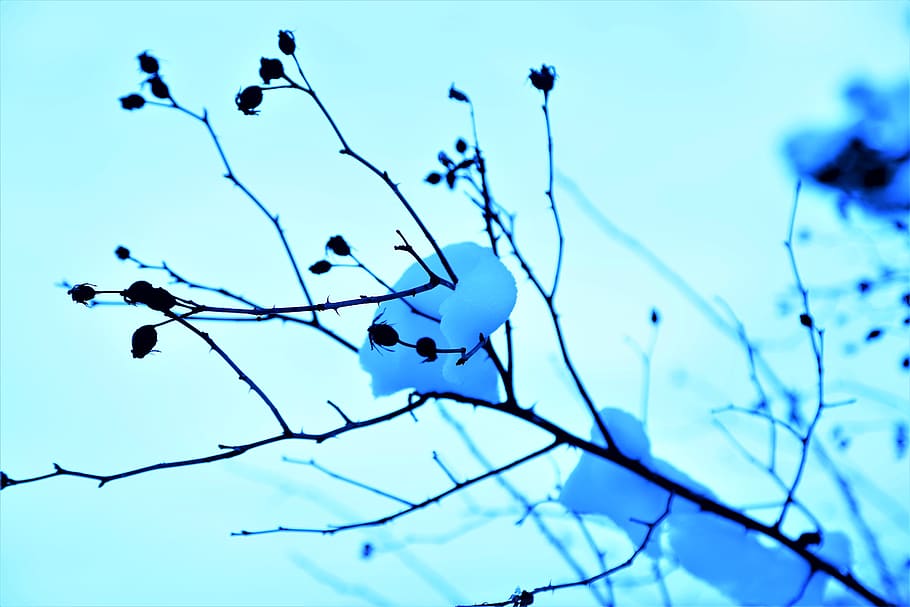 snow, winter, nature, bush, branch, tree, cold, white, mountains HD wallpaper