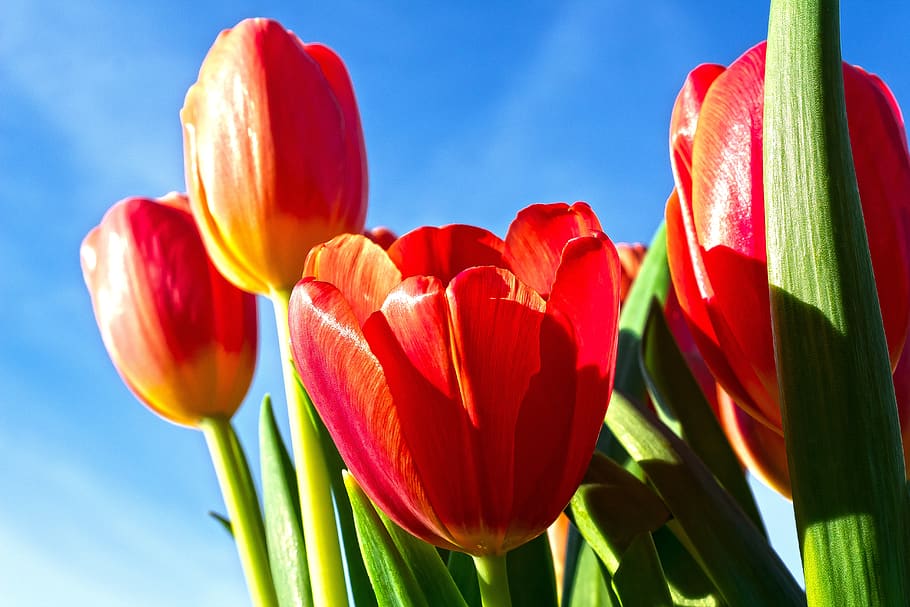 tulip, lilies, spring, nature, flower, schnittblume, blossom, HD wallpaper