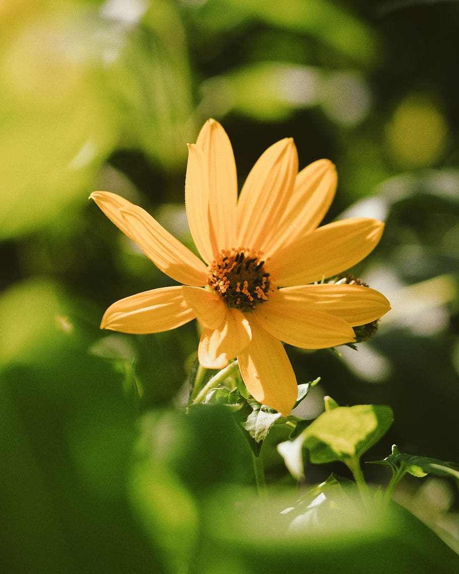 flower, botanical, flora, vsco, flowering plant, fragility HD wallpaper