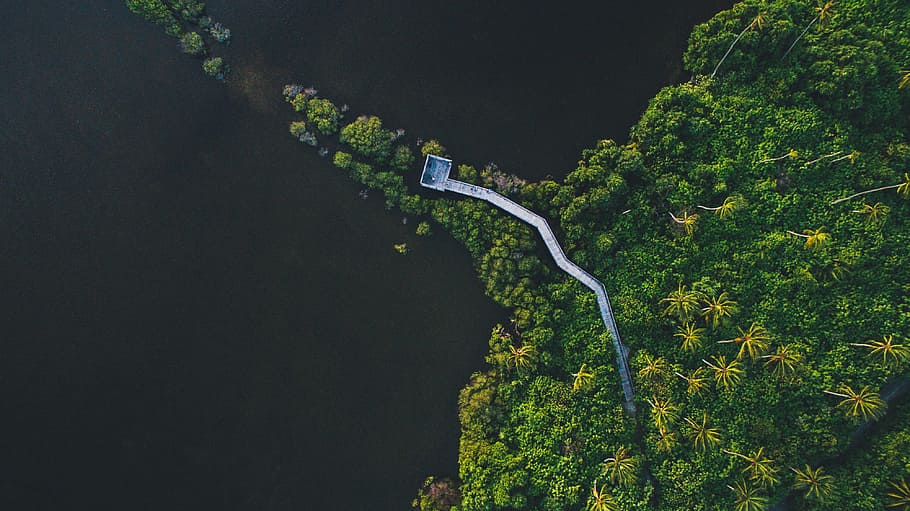aerial, view, bridge, path, green, plants, nature, tree, green color HD wallpaper