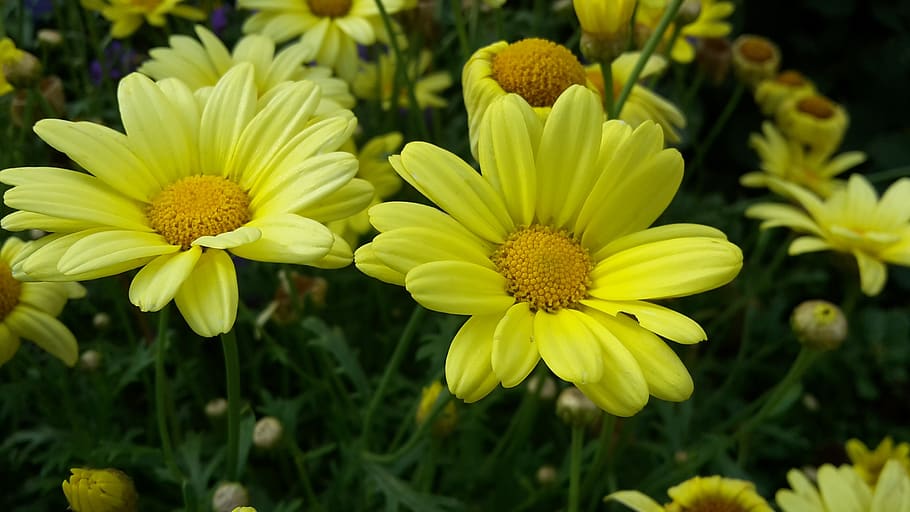 yellow, flowers, summer, bloom, flora, spring, nature, flowering plant HD wallpaper