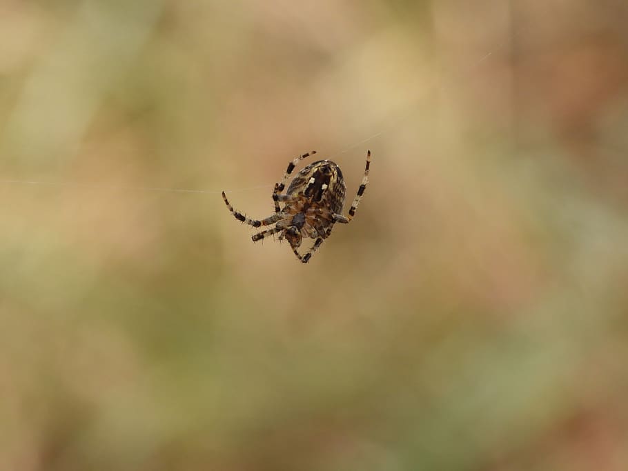 spider, cobweb, forest, the web, hotel, in the fall, insect HD wallpaper