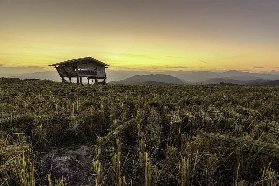 Brown Wooden House in Field, asia, barn, corn, crop, cropland HD wallpaper