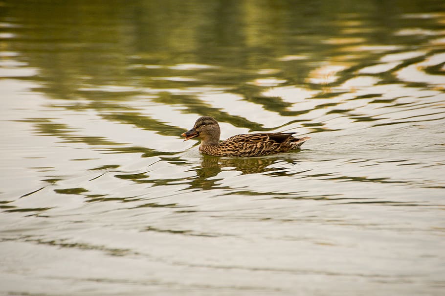 bird, palmiped, duck, animals, lake, wave, fauna, pond, mallard, HD wallpaper