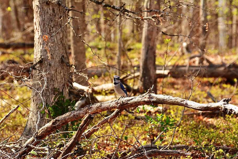 A blue jay bird hunting for food., animal, mammal, wild, beak HD wallpaper
