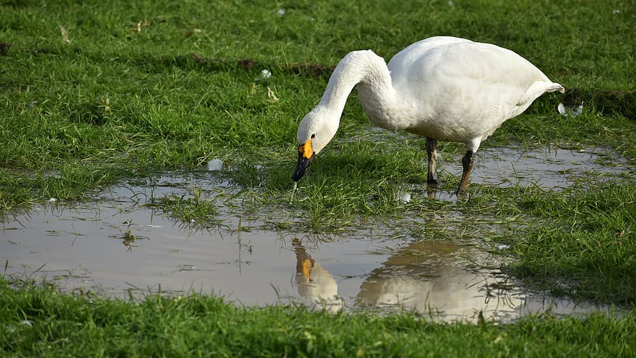animal, paddy field, puddle, bird, wild birds, waterfowl, fields HD wallpaper